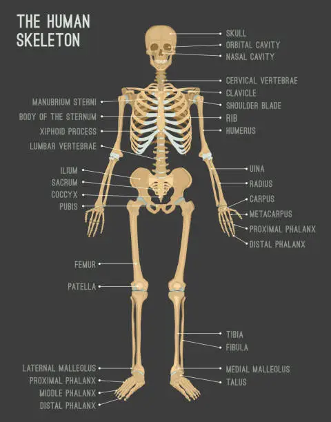 Vector illustration of Human skeleton image