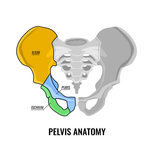 becken-anatomie-schema - ischium stock-grafiken, -clipart, -cartoons und -symbole