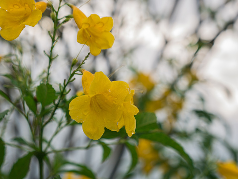 The Yellow Trumpet-Flower Blooming in The Field after RainThe Yellow Trumpet-Flower Blooming in The Field