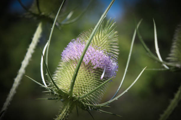 istock Burdock flower close-up in summer 897525126