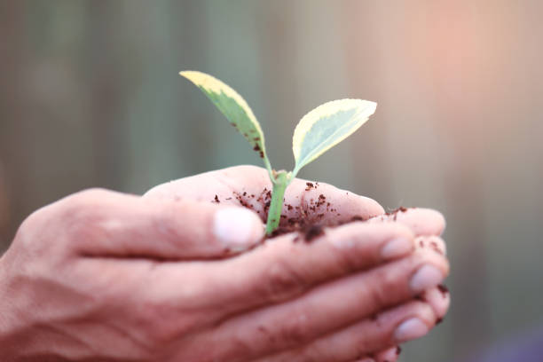 istock Hands holding new growth plant 897525164