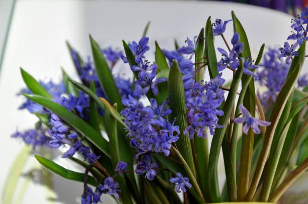 istock sring spring flowers new life 897528364