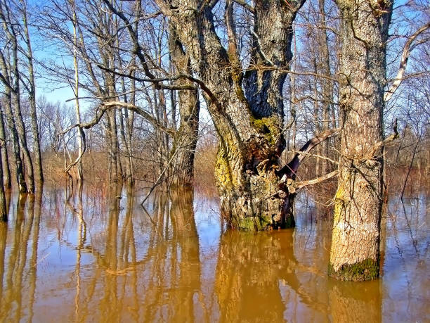 istock flood in wood 897531728
