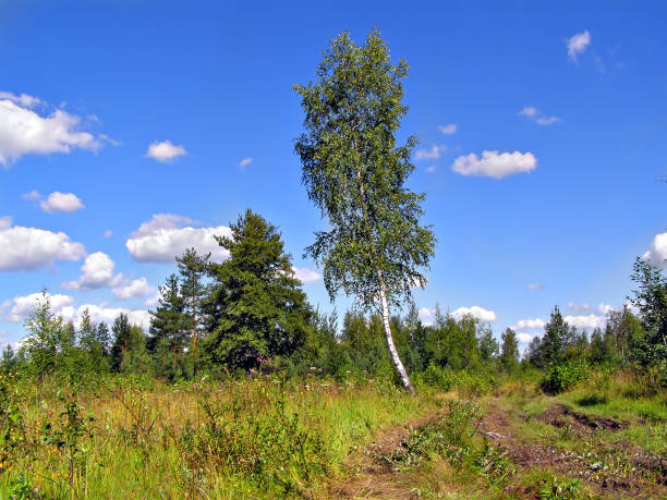 istock birch near old timber road 897536220