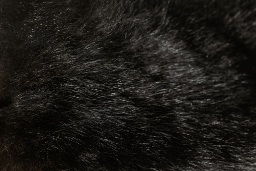 Black fur textured background