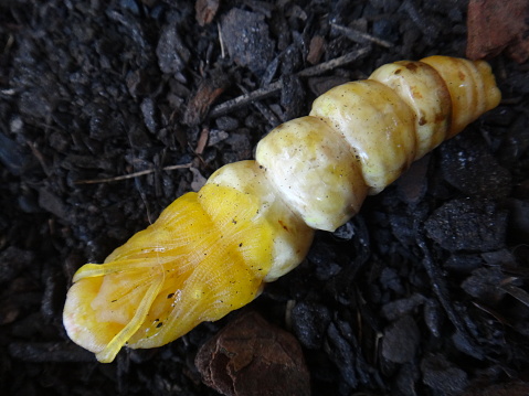 Tetrio sphinx, frangipani hornworm or plumeria caterpillar