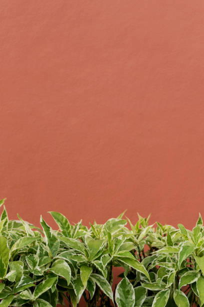 istock Short green tropical plants against red concrete wall 897558188