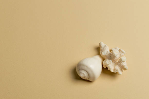 istock Sea shell and coral on the olive background. Summer sale 897558320