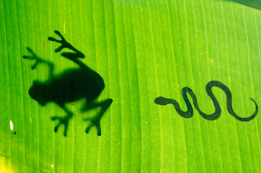 Silhouetted snake catch up frog on green leaf