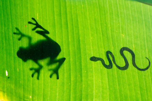 silhouetted snake catch up frog on green leaf - fittest imagens e fotografias de stock