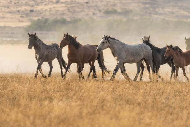 istock Herd of Wild Horses in the Desert 897564716