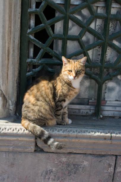 istock Stray cat is seen  in the street 897565072