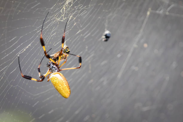 istock Banana Spider Close Up 897569396