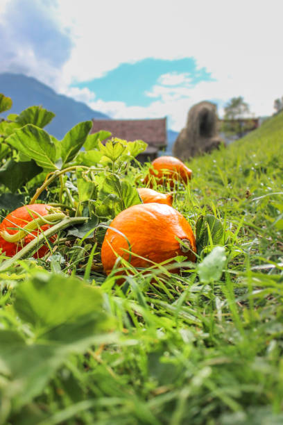 istock orange pumpkins (hokkaido) lying in a green fild 897572752