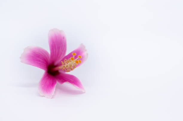 istock hibiscus flower focus on pollen isolated on white background 897573014