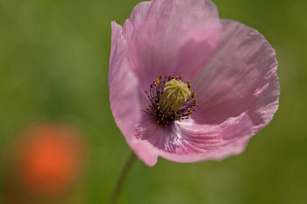 pink flower on a green background - 15851 imagens e fotografias de stock