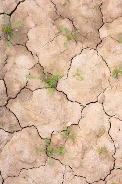 istock A revival after the drought. Dry soil with many cracks 897578012