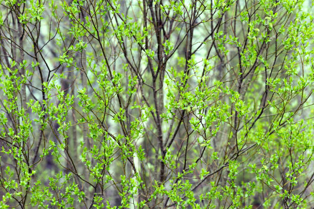 istock Fresh foliage on the branches of trees. Spring background 897578364