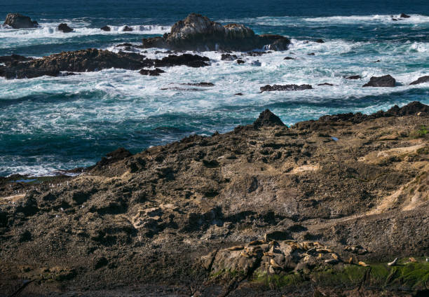 punto de reserva natural estatal de lobos, big sur, carmel highlands, condado de monterey, california, usa - point lobos state reserve big sur california beach fotografías e imágenes de stock