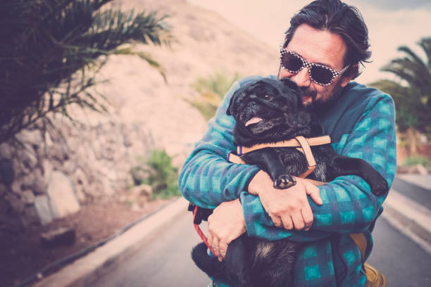 istock man plays with his pug puppy dog black 897580982