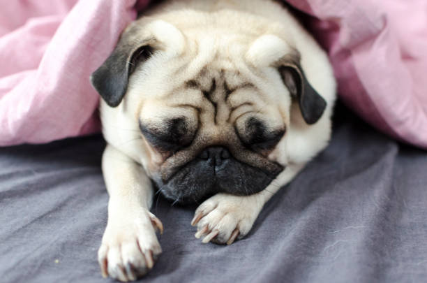 istock dog breed pug under the pink blanket 897584400