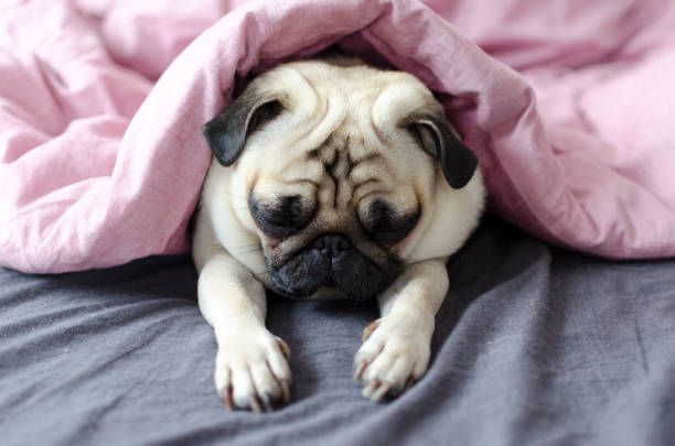 istock dog breed pug under the pink blanket 897584422