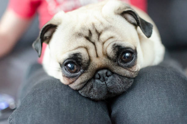 Cute little pug puppy is falling asleep on his young owner's lap as she is petting his head lovingly and gently.