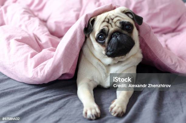 Pug De Raza De Perro Debajo De La Manta Rosa Foto de stock y más banco de imágenes de Doguillo - Doguillo, Perro, Monada