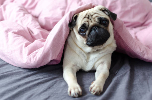 dog breed pug under the pink blanket dog breed pug under the pink blanket pug photos stock pictures, royalty-free photos & images
