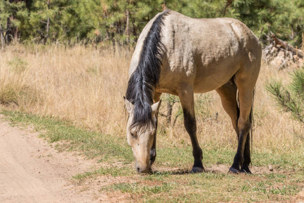 istock Wild Horse in Arizona 897585042