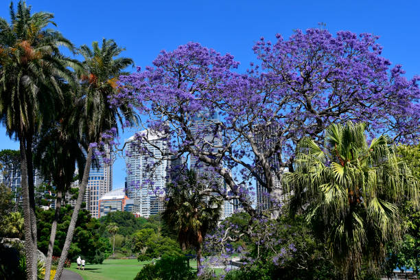 Australia, flowering jacaranda tree and palms in public Royal Botanical Garden in Sydney