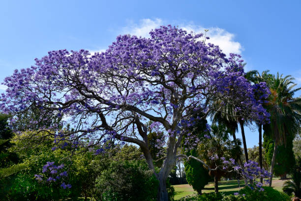 istock Australia, NSW, Sydney, 1710-200 897585110