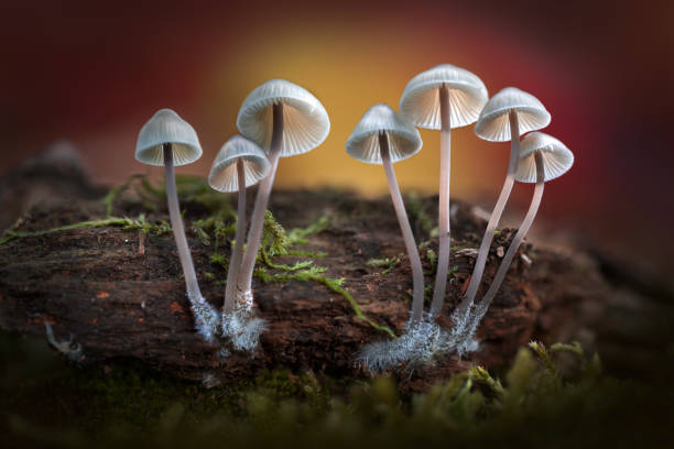 istock A group of fungi growing from a log. 897594492