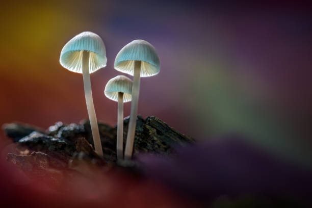 istock Three fungi growing from a log. 897594560