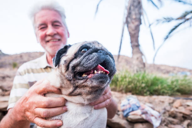 istock Smile pug with her human elderly friend 897594740