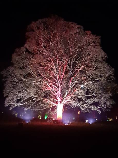 verzauberte weihnachten im westonbirt - farbige bäume in der nacht " - great red spot stock-fotos und bilder