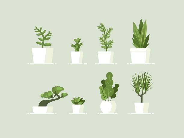 stockillustraties, clipart, cartoons en iconen met kamerplant in potten - plant illustraties