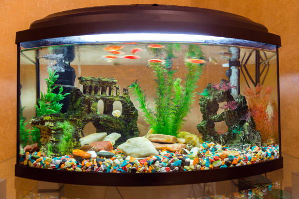 istock Beautiful semi-circular decorative aquarium 897605148