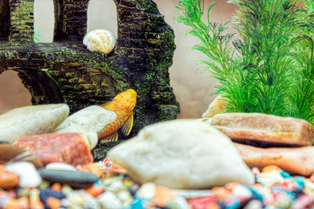 poisson-chat de poisson orange dans l’aquarium - ancistrus photos et images de collection