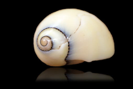 Gastropod shell. Collected from coral sea mount near Dragon vent field on SW Indian Ridge, Indian Ocean
