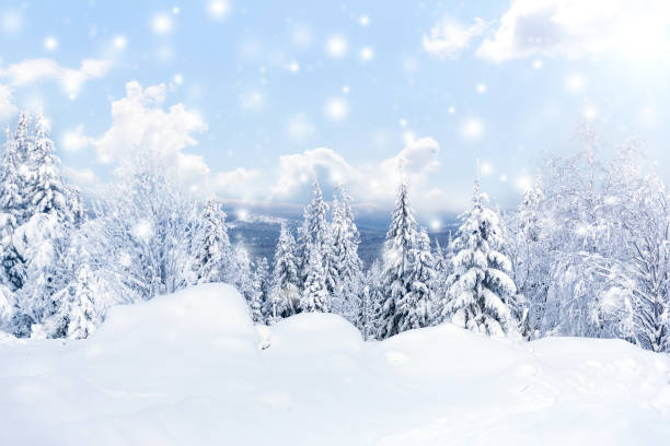 istock Falling snow in the winter spruce forest. Winter forest against mountains 897609972
