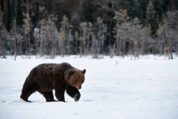 istock Brown bear walking in the snow 897613192