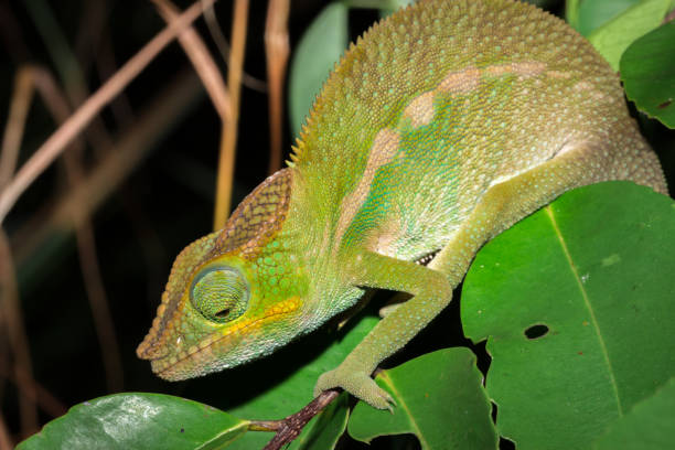 istock Male panther chameleon (Furcifer pardalis) lying on a tree branch, Nosy Komba, Madagascar 897614088