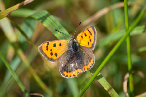 istock Small Copper butterfly on a blade of grass 897618828