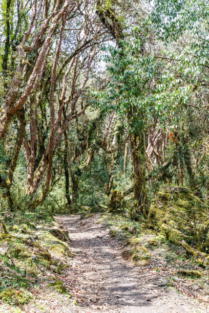 istock Hiking in rhododendron forest 897630388