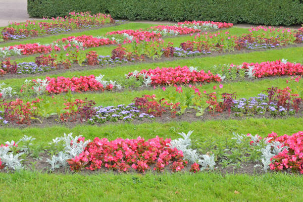 istock A flower bed made in the form of sunlight 897638584