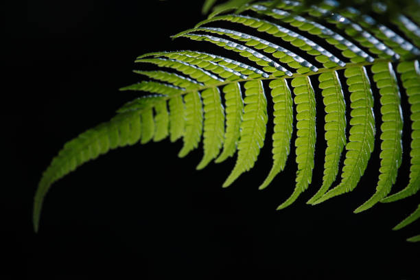istock Selective focus on fern leaves against blurred green background. 897639422