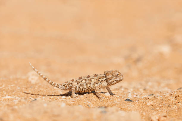 istock Baby Namaqua chameleon 897642416