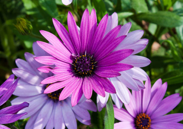 istock Purple flowers in the garden. 897642502
