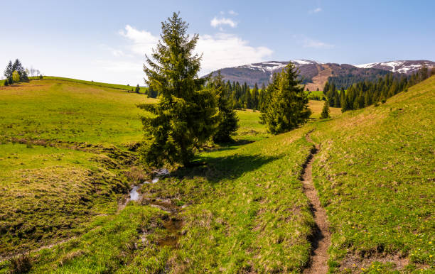 istock path through grassy slope in to the forest 897644784